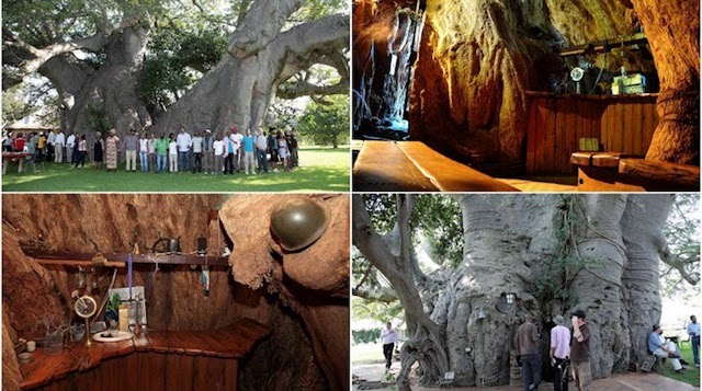 Sunland Baobab - Un bar dentro de un árbol ahuecado