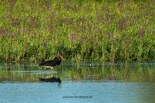 Wildlifefotografie Lippeaue Schwarzstorch Olaf Kerber