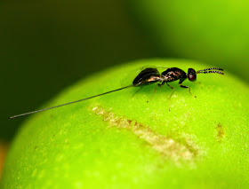 Ancient 'fig wasp' lived tens of millions of years before figs