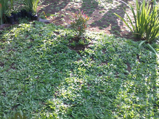rumput gajah mini,cara menanam rumput gajah mini