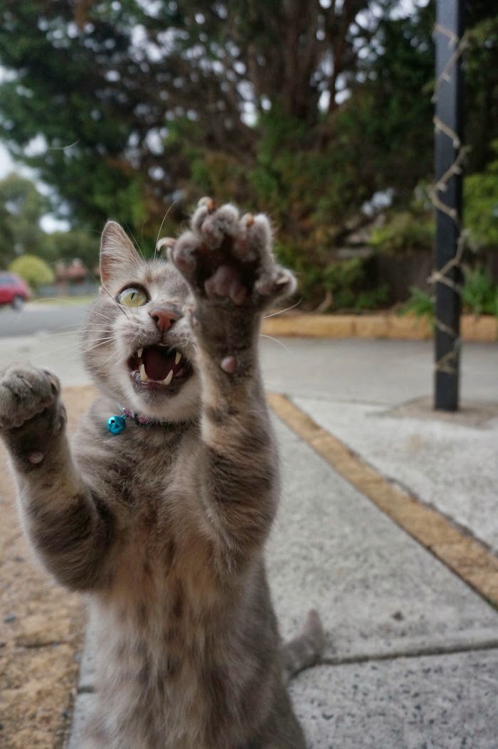 Yihaa Ini 50 Gambar Kucing Melompat yang Lucu  Banget