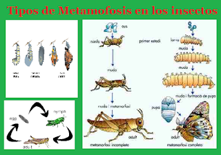 Tipos de Metamofosis en los insectos