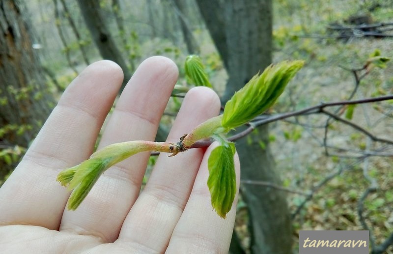 Клён ложнозибольдов (Acer pseudosieboldianum)