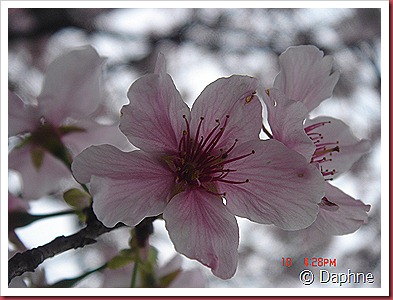 DSC06186