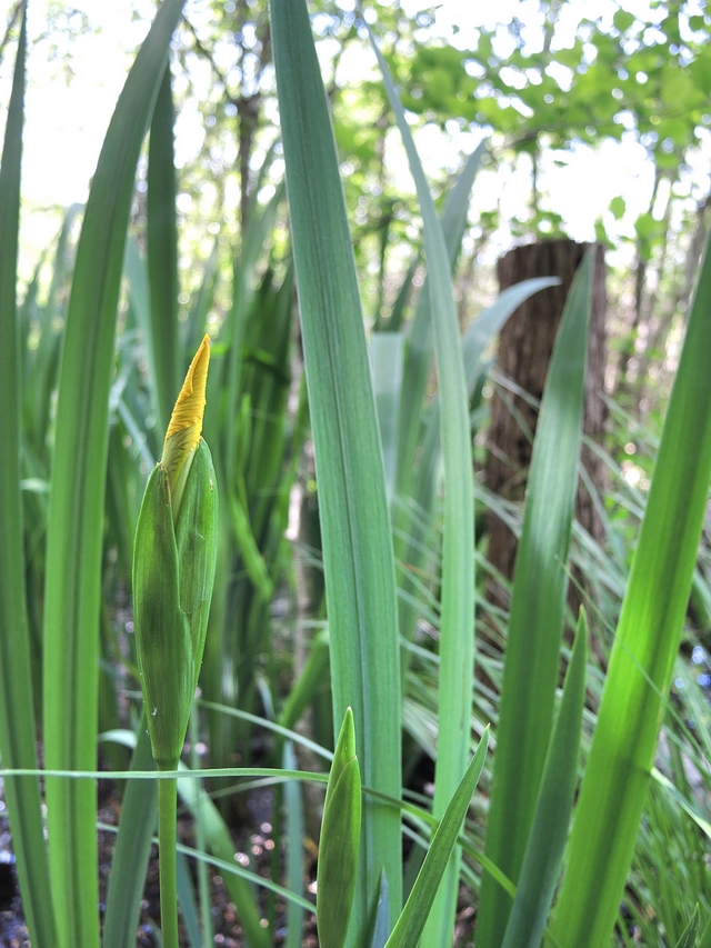 Luxemburg: Natuurreservaat Haff Reimech en Le centre nature et forêt Biodiversum Camille Gira