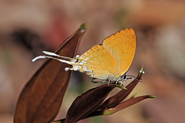 Ticherra acte the Blue Imperial butterfly