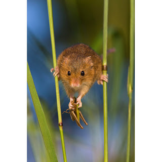 Mouse between two stalks of grass
