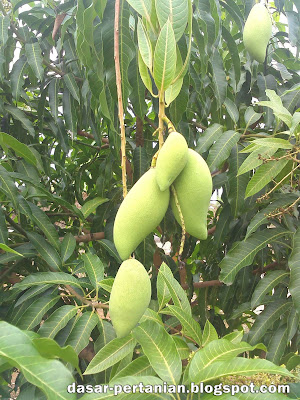 Tips Agar Pohon Mangga Berbuah Banyak