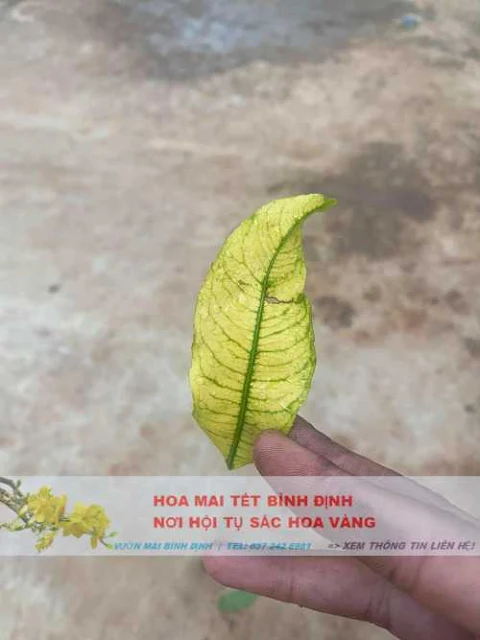 nấm hồng trên cây mai, bệnh nấm hồng trên cây mai vàng, cách trị nấm hồng trên cây mai, thuốc trị nấm hồng trên cây mai vàng, cách trị bệnh nấm hồng trên cây mai, bệnh nấm hồng trên cây mai, nấm hồng trên mai, bệnh nấm hồng trên mai vàng, trị bệnh nấm hồng trên cây mai, thuốc trị bệnh nấm hồng trên cây mai, cách trị bệnh nấm hồng trên cây mai vàng, trị nấm hồng trên cây mai, thuốc trị nấm hồng trên cây mai, cách trị nấm hồng trên cây mai vàng, thuốc đặc trị bệnh nấm hồng trên cây mai vàng, nấm hồng mai vàng, bệnh nấm hồng trên mai, bệnh nấm hồng cây mai, mai vàng bị nấm hồng, cây mai bị nấm hồng, thuốc đặc trị nấm hồng trên cây mai, trị nấm hồng trên mai vàng, cách trị nấm trên cây mai, trị nấm hồng trên mai, trị nấm hồng cho mai vàng, thuốc trị bệnh nấm hồng cho mai vàng, thuốc trị nấm hồng cho cây mai, thuốc trị bệnh nấm cho cây mai vàng, nấm hồng trên mai vàng, thuốc trị nấm hồng trên mai vàng, thuốc đặc trị nấm hồng trên mai, thuốc trị nấm hồng trên mai, trị bệnh nấm trên cây mai vàng