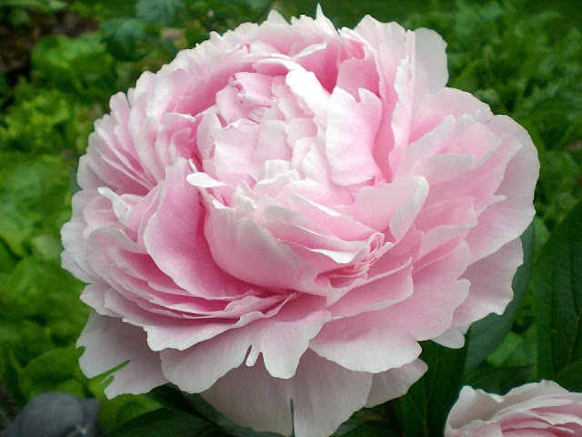 peony, piwonie