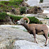 Sheep Wallpapers
