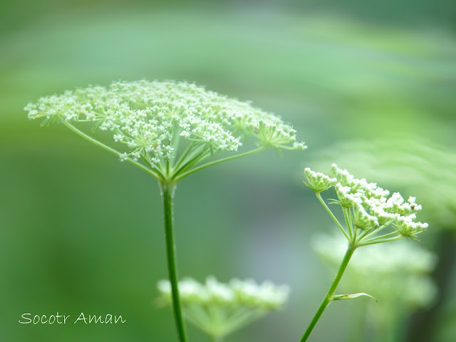 Angelica polymorpha