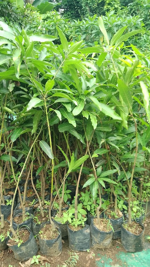 mangga gedong gincu lombok