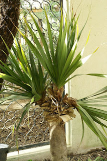 Pandanus tenuifolius 