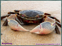 gambar kepiting