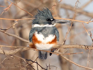 Belted Kingfisher