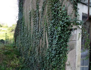 urbex-franche-comté-petite-maison-mur-lierre-jpg