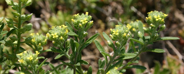 Aliso menor y plantas cruciferas