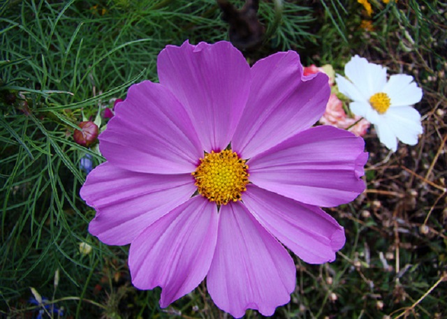 Cosmos Flowers Images - Winter Flowers Images Download - Winter flowers - NeotericIT.com