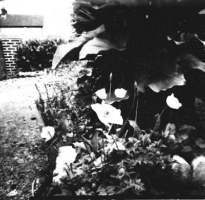 Lillies