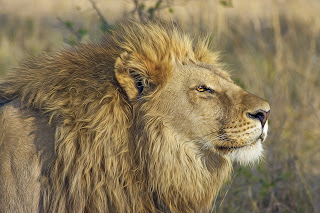The Silent Roar and Secret Signals: Unraveling How Lions Communicate