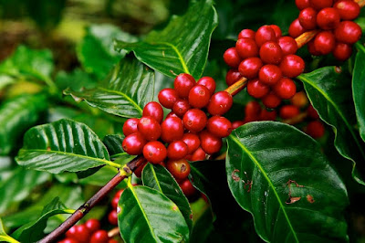  Jual Bibit Kopi Robusta Arabika Unggul