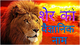 शेर का वैज्ञानिक नाम क्या हैं? | What is the scientific name of a lion?