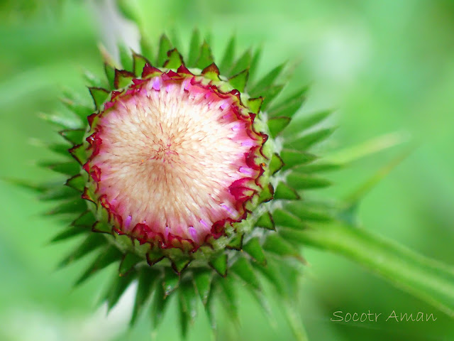 Cirsium oligophyllum