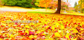 昭和記念公園の紅葉がすごかった！
