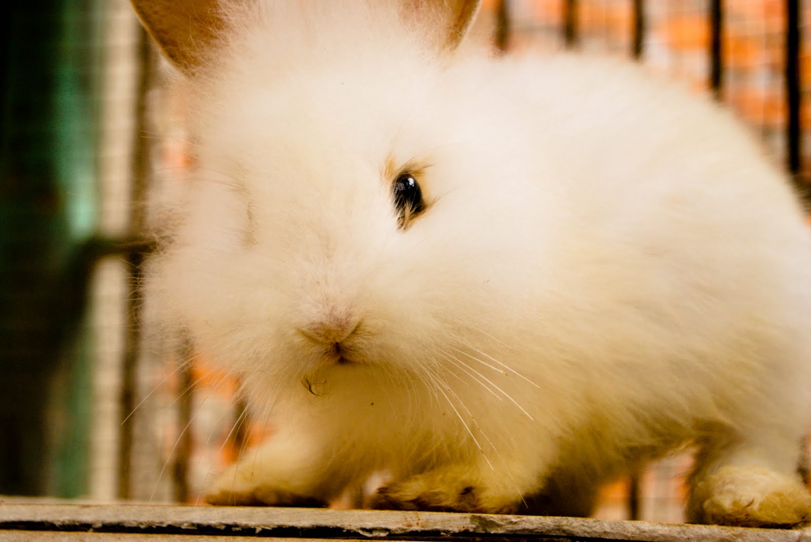  Gambar  Foto Hewan gambar kelinci putih  imut