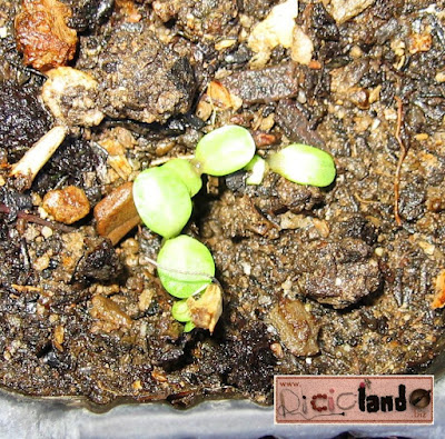 cotiledoni Echinacea Riciclando