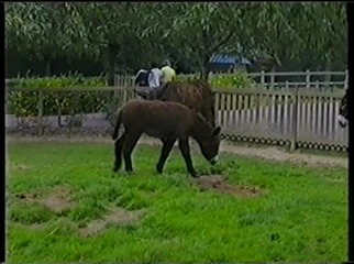 2001.08.26-002 baudets du Poitou