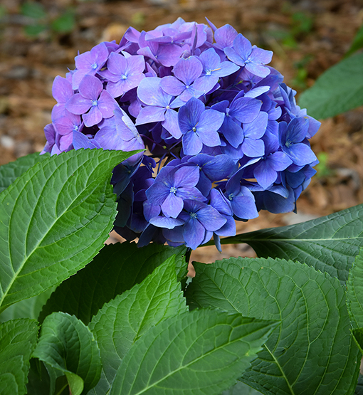 Frank A. Smith Memorial Garden | Photo: Travis Swann Taylor