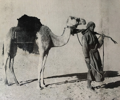 Wilfred Thesiger with his camel