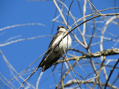tree swallow sacramento national wildlife refuge northern california birding bird migration breeding pacific flyway birder photography
