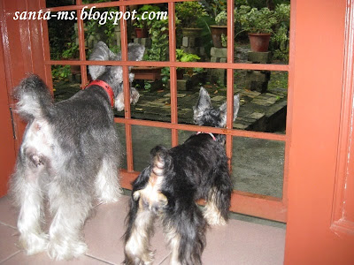 Miniature-Schnauzer Silky-Terrier