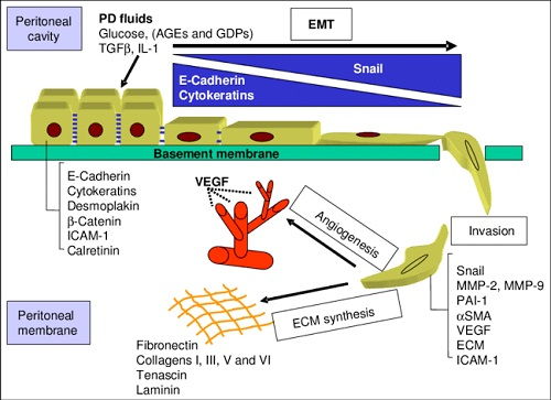 Peritoneal Mesothelium