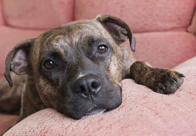 Eight tips to help fearful dogs feel safe, including comforting your dog if they would like it