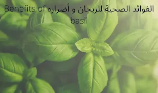 الفوائد الصحية للريحان و أضراره
