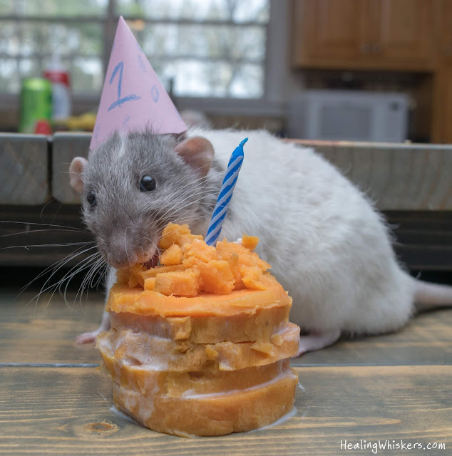 Vincent the therapy rat with his sweet potato birthday cake