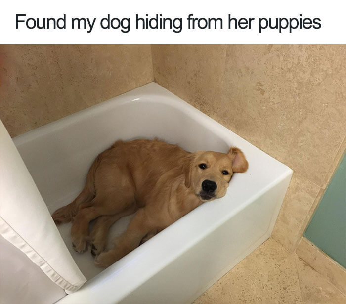 30 Adorable Dog Memes That Will Make Your Day