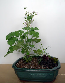 Fruit-scented miniature garden with nutmeg scented pelargonium / geranium