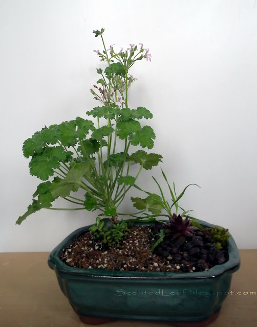 Fruit-scented miniature garden with nutmeg scented pelargonium / geranium