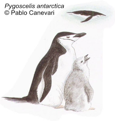 Pingüino de barbijo Pygoscelis antárctica