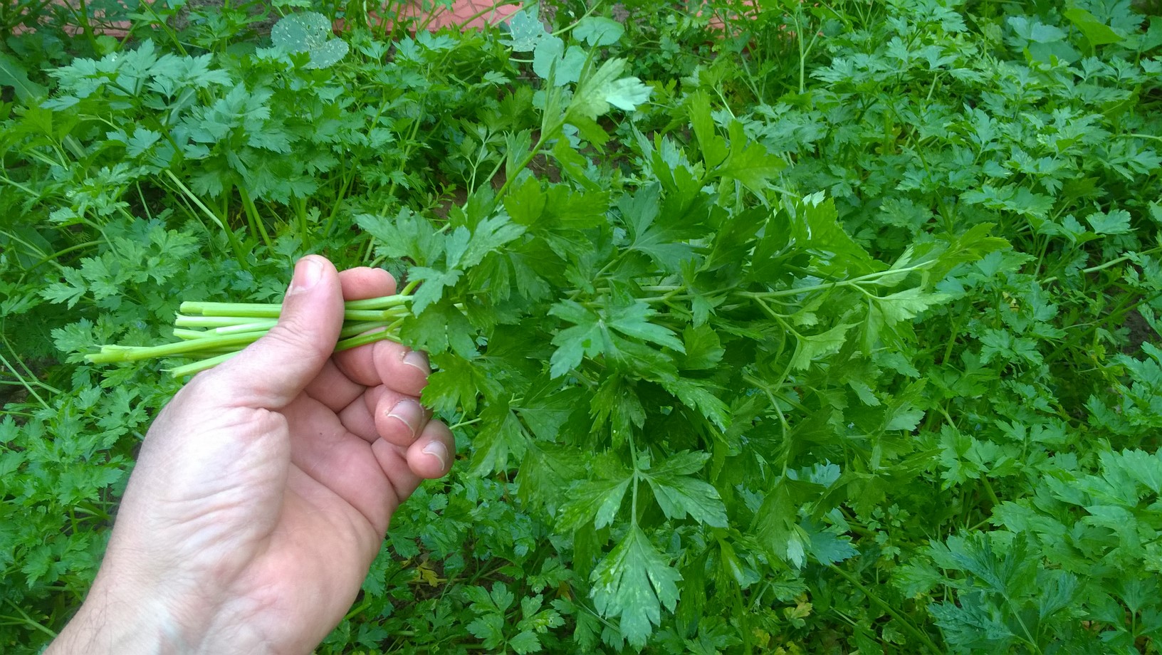 When the parsley sprouts out with sets of three leaves that are fully developed, it is ready to be picked.