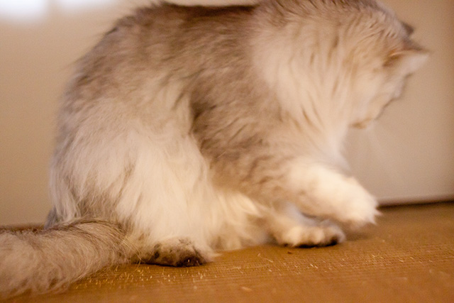 猫たちとの暮らし またたびボール