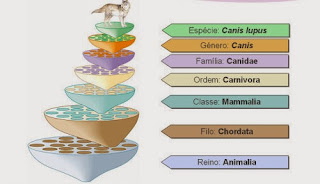 Taxonomia e sistemática - Regras de nomenclatura