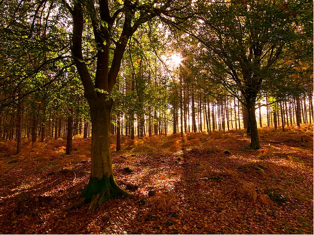 The New Forest, England