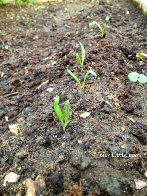 Lettuce sprouting in a September garden. 