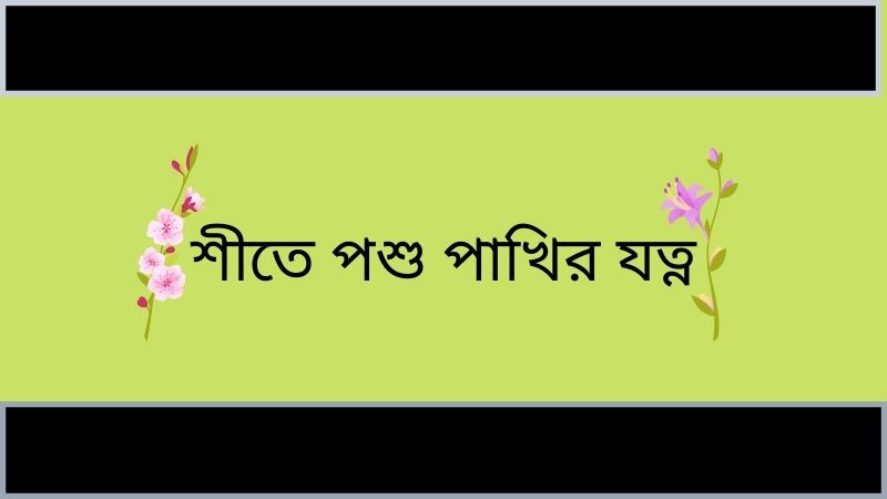 পোষা পশু পাখির যত্ন